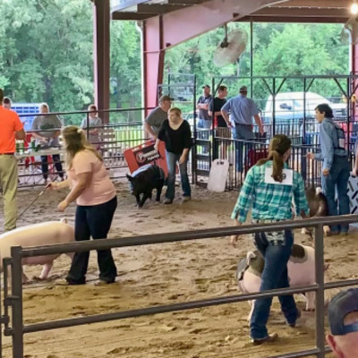 Swine show at the Marshall County Fair Grounds