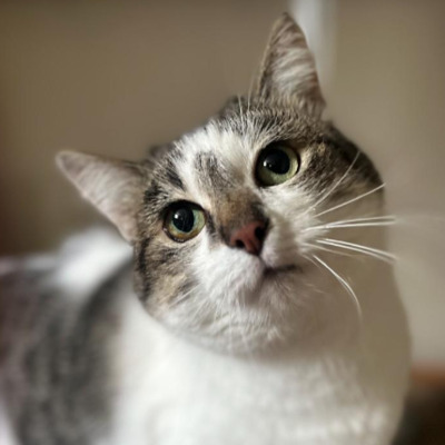 Cleo
